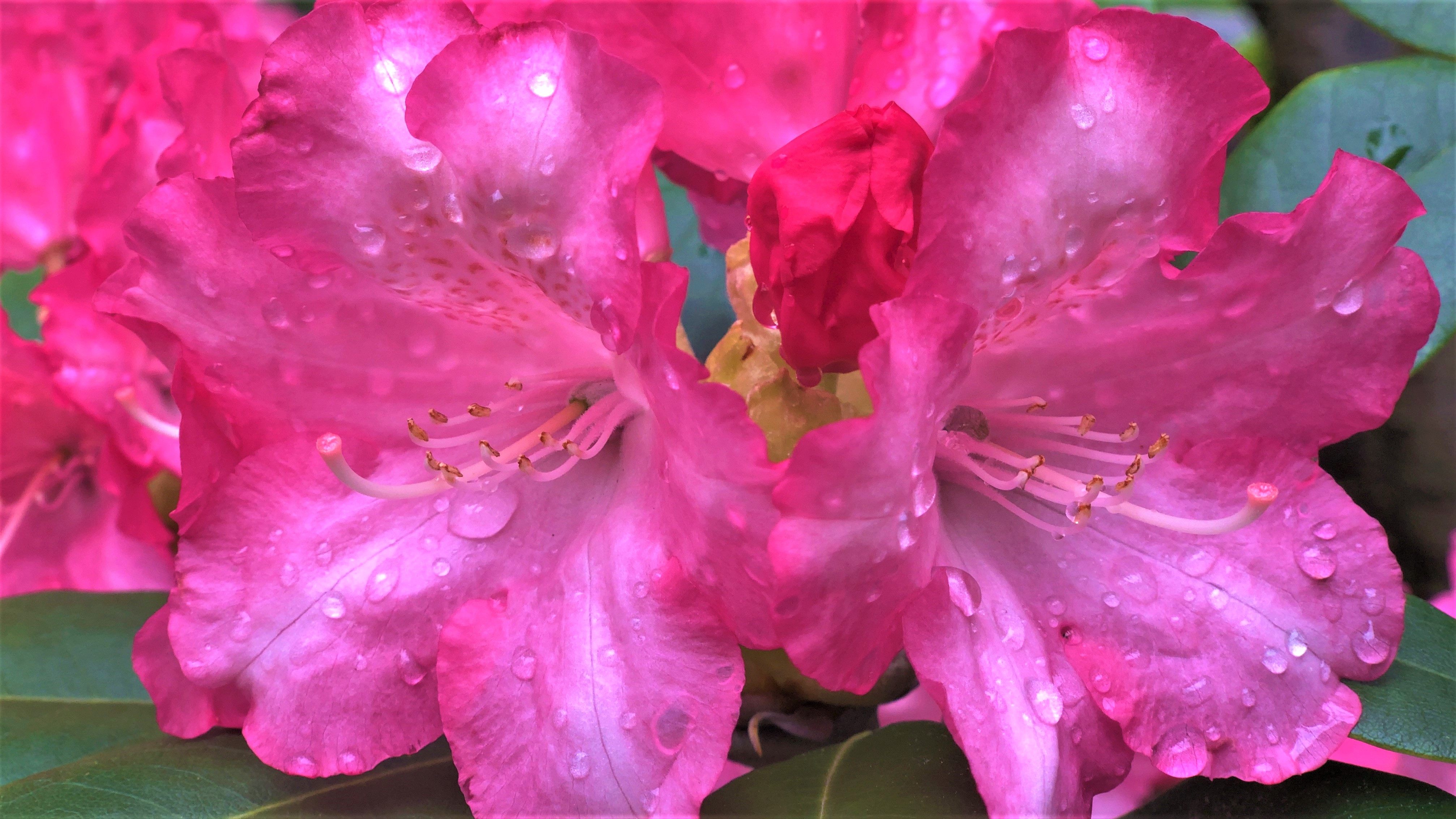 FLOWER 12